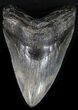 Large Megalodon Tooth - South Carolina #30659-1